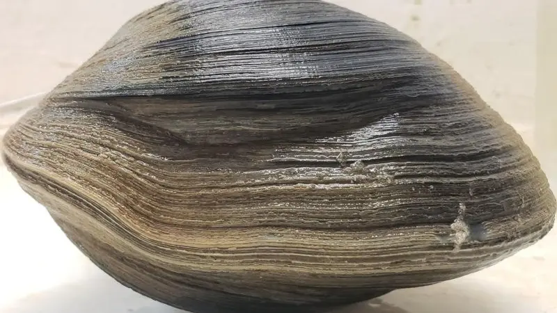 Aber-Clam Lincoln, Kerang Raksasa yang Ditemukan di Pantai Florida