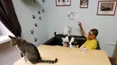 Seorang pria bermain dengan kucing di 'Kis-Kis' Cat Cafe di Kota Krasnoyarsk, Siberia, Rusia, (6/7/2015). Sekelompok pecinta hewan menjadikan tempat ini sebagai penampungan puluhan kucing yang dikombinasikan dengan kafe. (REUTERS/Ilya Naymushin)