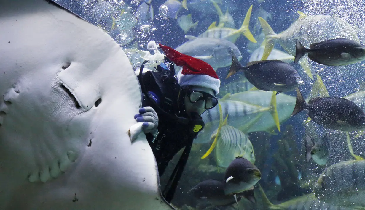 Penyelam berpakaian Santa Claus menyelam bersama ikan pari  didalam akuarium. Kuala Lumpur, Malaysia, Senin (7/12). Kegiatan ini sebagai salah satu kegiatan untuk menjelang hari Natal. (REUTERS/Olivia Harris)