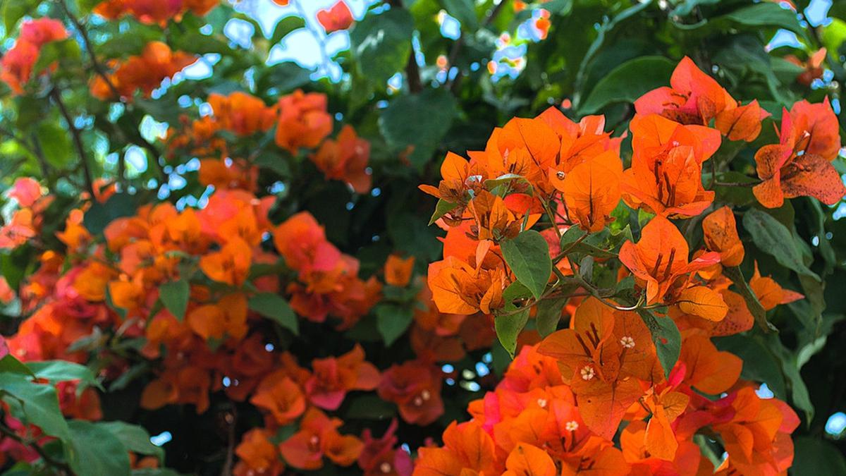 7 Tanaman Bunga yang Mekar Sepanjang Tahun, Cocok untuk Teras Rumah