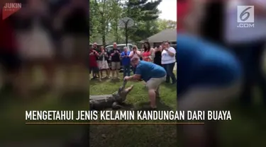 Sebuah  pesta unik untuk mengetahui jenis kelamin anak yang dikandung dengan menggunakan buaya.