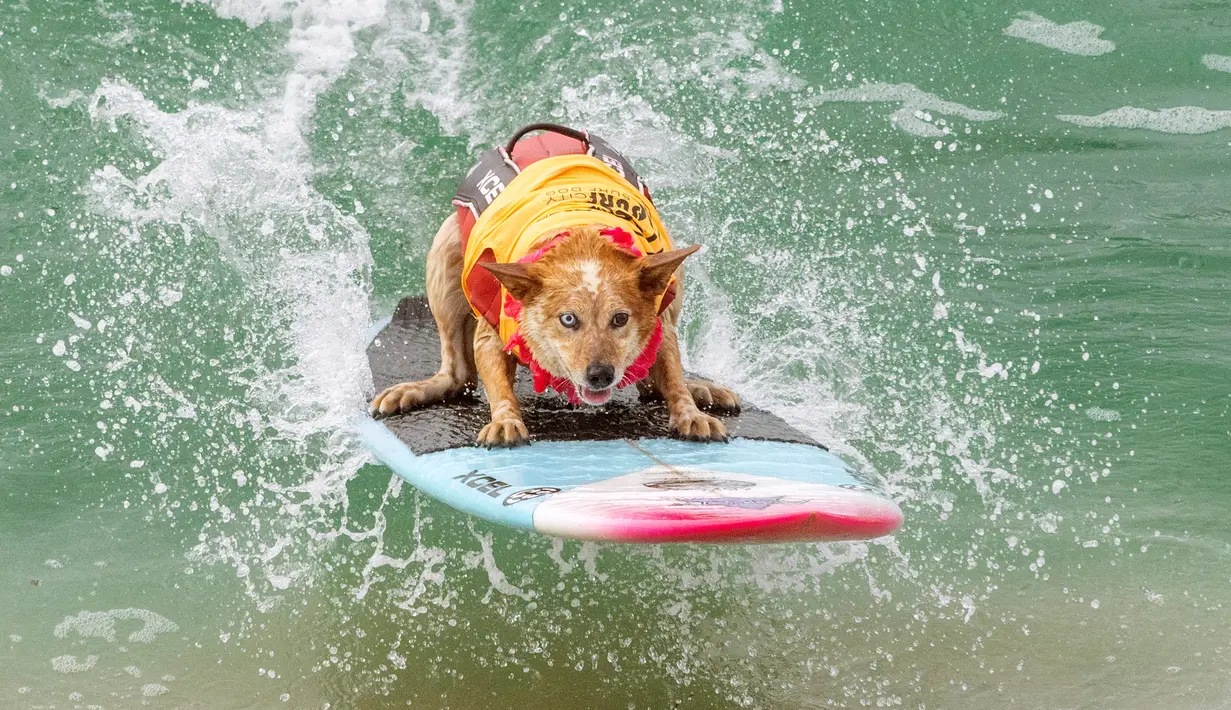 Seekor anjing, Skyler Henard bersaing dalam kompetisi Surf City Surf Dog di Huntington Beach, California pada 28 September 2019. Para anjing menunjukkan keahlian mereka dengan menaklukkan ombak setinggi satu sampai tiga kaki. (Kyle Grillot / AFP)