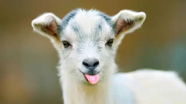 Kambing Pygmy