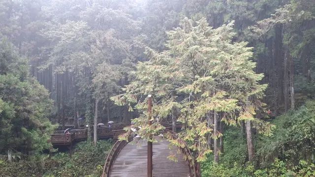 Hutan Alishan Taiwan. (Foto: Liputan6.com/Agustina Melani)