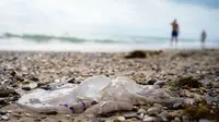 Ilmuwan Ingatkan Runtuhnya Arus Atlantik, Apa Itu?