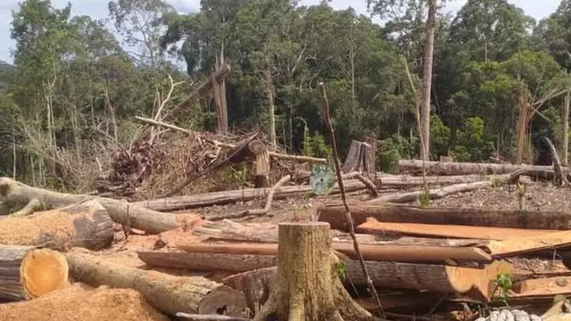 penebangan hutan Bentang Seblat