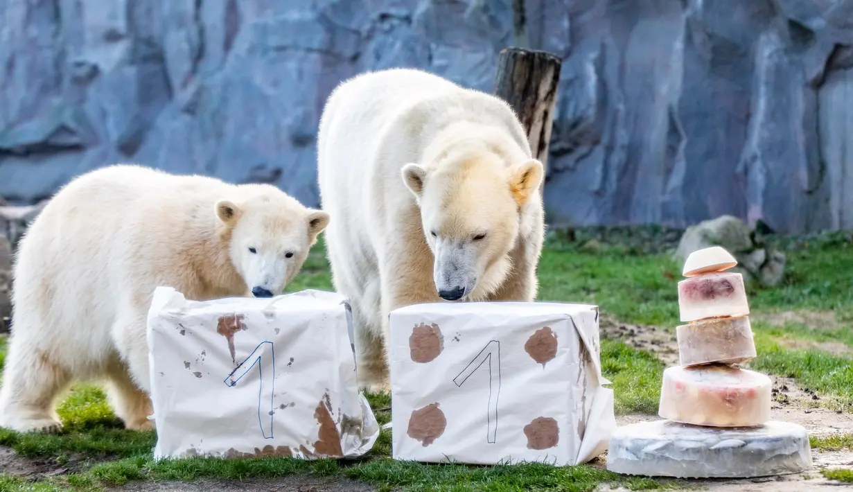 Beruang kutub "Nanook" (kiri) dan ibunya "Lara" memeriksa paket dan kue es yang diberikan kepada Nanook untuk ulang tahun pertamanya di kebun binatang di Gelsenkirchen, Jerman barat (4/12). (AFP Photo/dpa/Marcel Kusch)