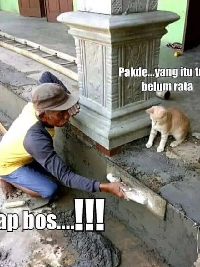 6 Tingkah Kucing Ikut Proyek Kuli Bangunan Ini Nyeleneh