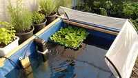7 Cara Ternak Ikan Gabus di Lahan 1x1 Meter, Hemat Tempat dan Cocok untuk Pemula