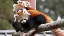 Bayi kembar panda merah, Zeya (kanan) dan saudaranya, Ila (tengah) bersama sang induk, Hazel, bertengger di atas pohon di kandang sementara mereka selama pratinjau media hewan-hewan di Woodland Park Zoo, Seattle, Rabu (14/11). (AP /Elaine Thompson)