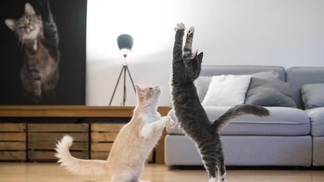 Stimulasi yang Menyenangkan