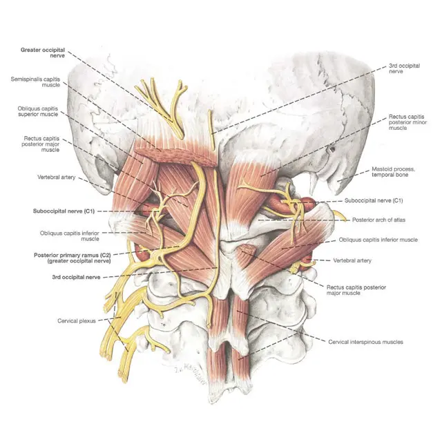 Lokasi persarafan Greater Occipital dan Third Occipital Nerves