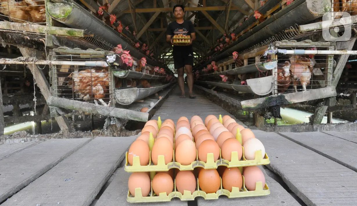 <p>Peternak mengambil telur ayam ras di peternakannya di Kampung Kebon Kopi, Pengasinan, Bogor, Kamis (15/12/2022). Menurut peternak setempat, sejak tiga pekan terakhir harga telur ayam ras di tingkat peternak mulai mengalami kenaikan dari Rp22 ribu menjadi Rp29 ribu per kilogram. (merdeka.com/Arie Basuki)</p>