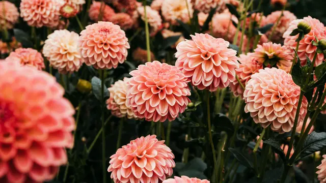 Cara Merawat Bunga Dahlia agar Tumbuh Subur, Sehat, dan Berbunga Indah
