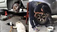 Dibesarkan di Bengkel, Ini 7 Potret Kocak Kucing Saat Bertingkah Jadi Mekanik