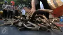 Sejumlah tanduk rusa kering akan dilindas saat pemusnahan barang bukti perdagangan ilegal satwa langka di Mabes Polri, Jakarta, Selasa (1/12). Barbuk yang dimusnahkan berupa 82 Kg Tanduk Rusa dan 80 ekor Kuda Laut kering. (Liputan6.com/Gempur M Surya)