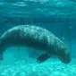 Dugong adalah mamalia air yang siklus hidupnya singkat.