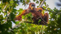 Orangutan Sumatra Tertua di Kebun Binatang Perth Mati pada Usia 56 Tahun