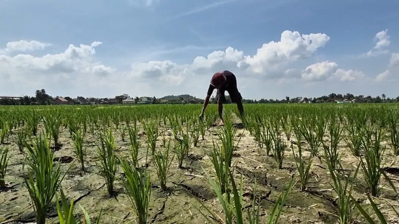 Hamparan sawah di Lampung Selatan terdampak musim kemarau. (Liputan6.com/Ardi Munthe)