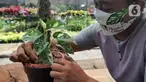 Petani merawat tanaman hias Monstera Adansonii Variegata atau Janda Bolong seharga Rp 150 juta di Sawangan, Depok, Senin (5/10/2020). Tingginya permintaan ekspor ke Singapura, Jerman, Kanada, Belanda, Belgia, Inggris, AS dan Korsel menyebabkan mahalnya harga Janda Bolong. (merdeka.com/Arie Basuki)