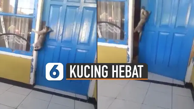 Si kucing berusaha meraih ganggang pintu dan menarik tuasnya dengan satu kaki.