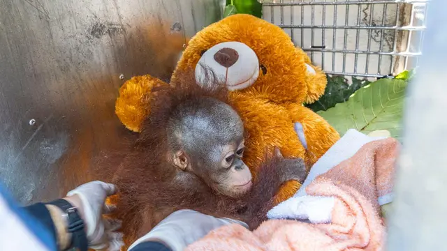 BKSDA Ketapang dan IAR Indonesia kembali menyelamatkan satu individu bayi orang utan di Ketapang. (Foto. Liputan6.com/Aceng Mukaram)