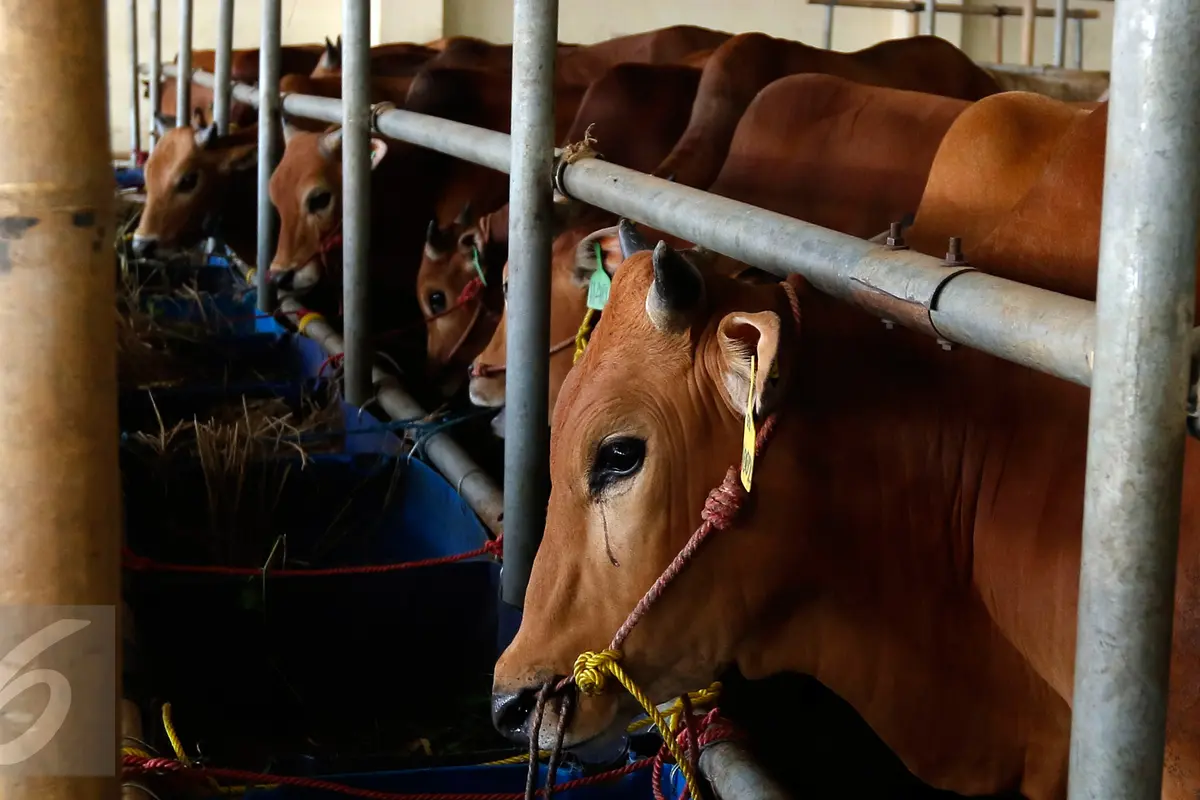 20150909-Sapi Qurban-Jakarta