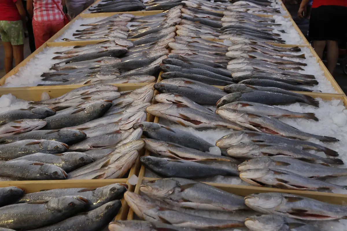 20160904-2 Ton Lebih Ikan Laut Ini Mampu Pecahkan Rekor Dunia-Lebanon