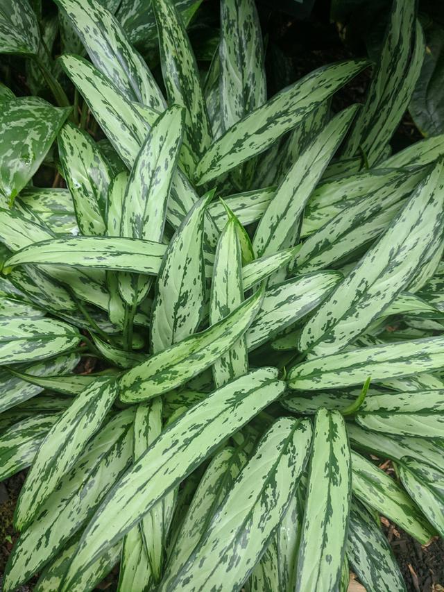 Aglaonema Cutlass