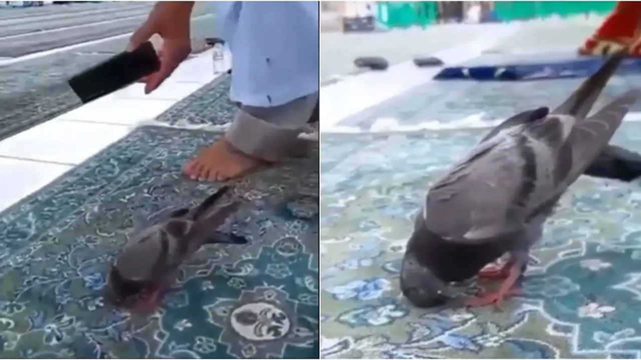Viral Momen Burung Merpati Bak Sujud di Masjidil Haram, Bikin Jemaah Takjub