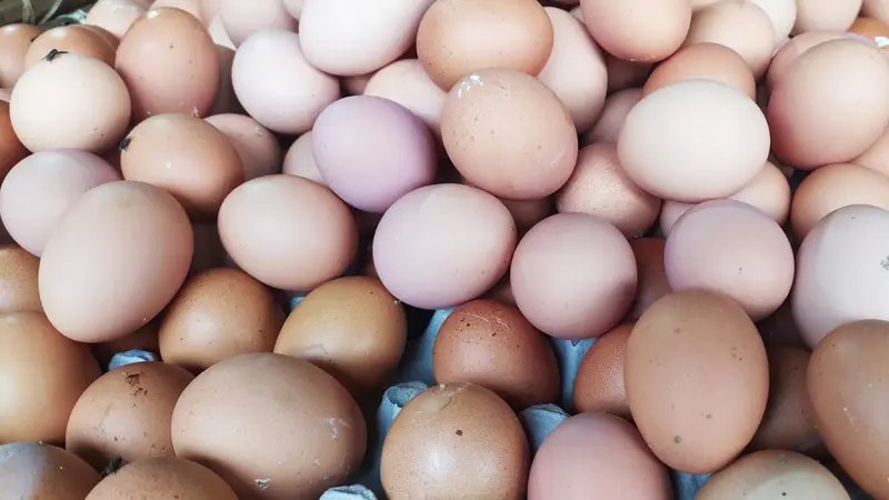 Sejumlah peternak ayam petelur di Kota Tasikmalaya, Jawa Barat, meminta pemerintah segera turun tangan memberikan solusi, di tengah anjloknya harga telur saat ini.