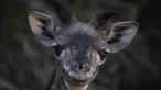 Anak jerapah masai betina berusia dua minggu diperlihatkan ke publik di Kebun Binatang LA di Los Angeles, California (18/10/2019). Kebun Binatang LA belum memberi nama anak jerapah yang lahir dengan tinggi 1,98 cm (6 kaki 6). (AFP Photo/Mark Ralston)