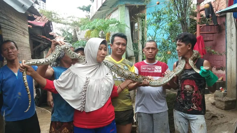 Penemuan ular di Bekasi.