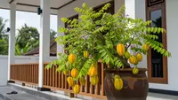14 Pohon Buah Tahan Kekeringan yang Bertahan di Cuaca Panas, Cocok untuk Iklim Tropis