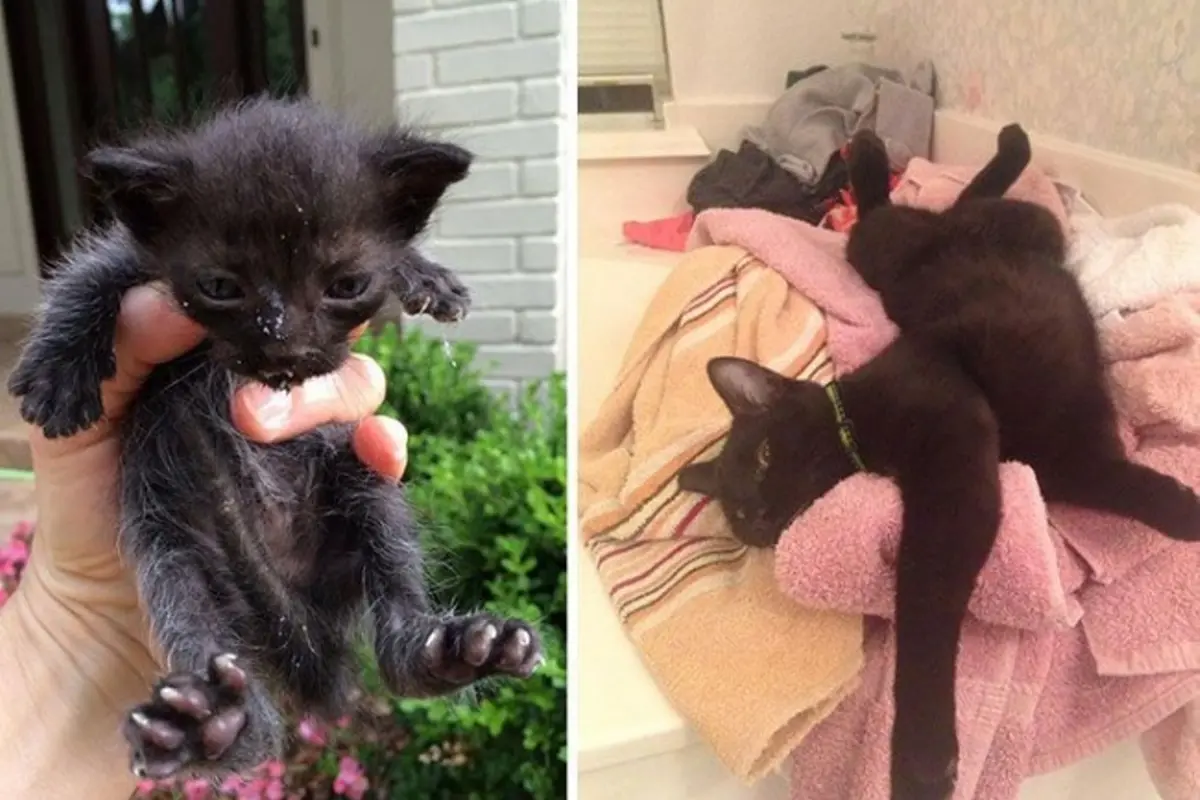 10 Potret Kucing Malang yang Berubah Jadi Menggemaskan