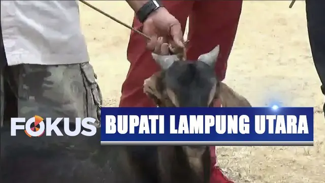 Ungkap rasa syukur karena Bupati Agung Ilmu Mangkunegara ditangkap KPK, warga Lampung Utara potong kambing di depan kantor bupati.
