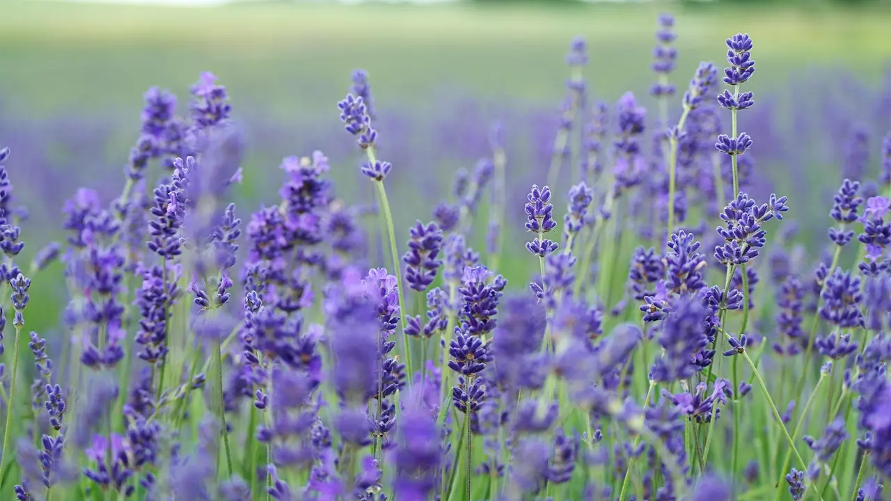 Ilsutrasi Gurun Arab Saudi Jadi Padang Bunga Lavender