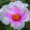 Peony A