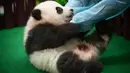 Pekerja kebun binatang Malaysia bermain dengan bayi panda yang diperkenalkan kepada publik di Kuala Lumpur, Sabtu (26/5). Bayi panda yang lahir lima bulan lalu tersebut membuat penampilan media pertamanya. (AP Photo/Vincent Thian)