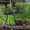 Model Kebun Sayur Mini Depan Rumah. Foto: Gemini