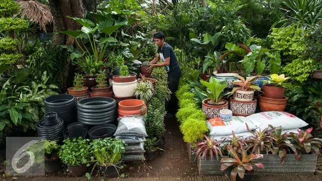 Bisnis Tanaman Hias Senayan Meredup