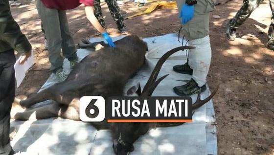 VIDEO: Perut Rusa Penuh Sampah 7 Kg, Plastik Hingga Celana Dalam