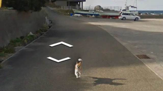 7 Foto Kocak Hewan Tertangkap Kamera Google Street View