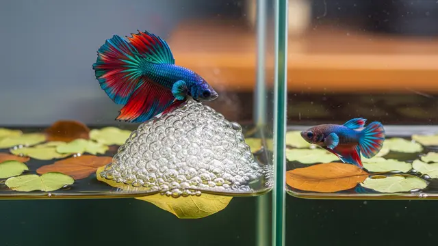 Cara Ternak Ikan Cupang yang Mudah dan Menguntungkan