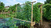 Cara Buat Kebun Rambat dari Tali Rafia yang Murah, Praktis, dan Cocok untuk Lahan Sempit
