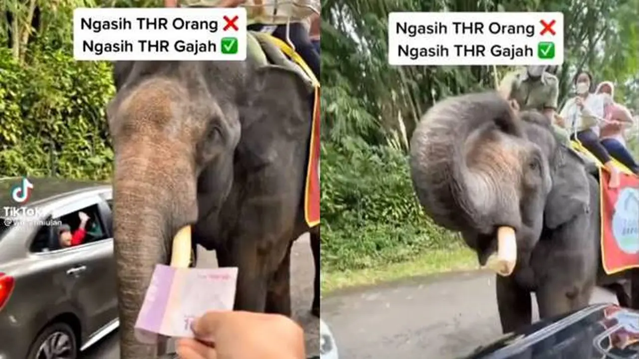 Aksi Pintar Gajah Dapat THR dari Pengunjung Ini Bikin Netizen Heran
