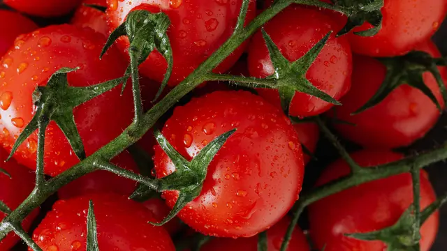 manfaat tomat bagi kesehatan