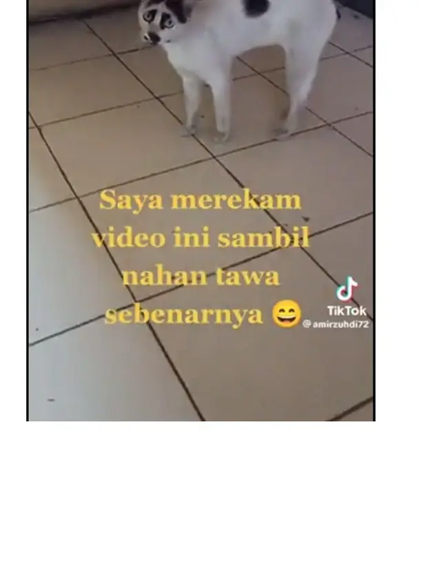 8 Motif Bulu Kucing Hitam Putih Ini Unik Banget, Bikin Senyum Sendiri