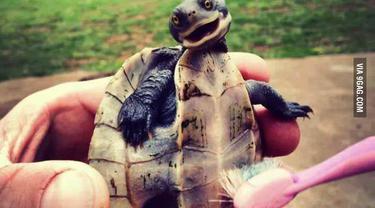 10 Bayi Kura Kura Super Imut Untuk Menyambut Akhir Pekan Lifestyle Fimela Com