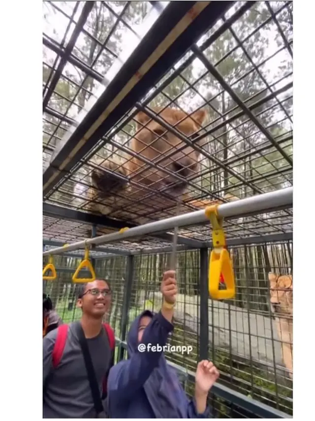 Kunjungi Taman Safari Lagi, Ini 6 Momen Damai 'Pelaku' dan Korban Tabrak Singa